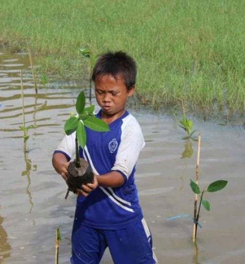 Jenis-Kegiatan-Wisata-Menanam-Mangrove-2